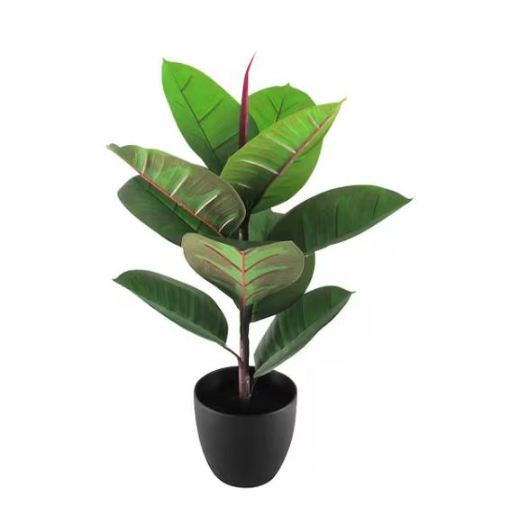 Rubber Plant 2.5FT