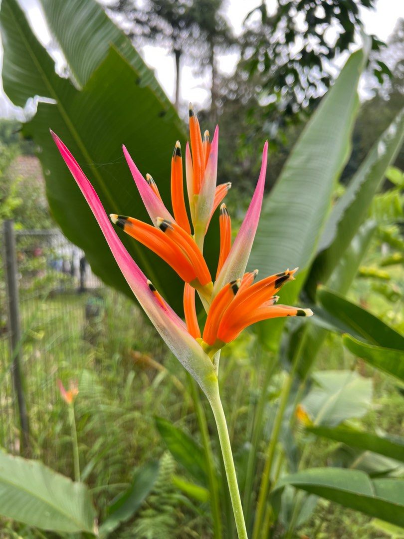 Heliconia Sassy Pink 3FT