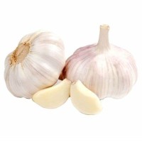 Garlic